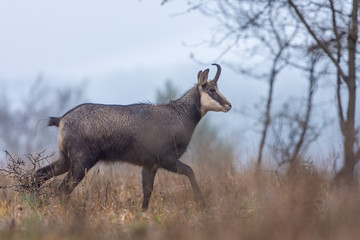 Chamois dans la forêt