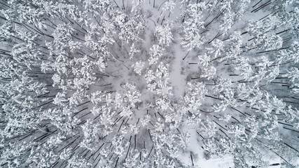 Aerial view of snow-covered tops of pines. Top view