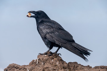 Roque de los Muchachos - Corvus corax - Kolrabe mit Futter im Maul 