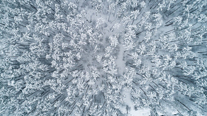 Aerial view of snow-covered tops of pines. Top view