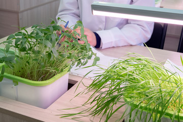Sprouts of lentils and wheat on the table of a laboratory assistant. Hydroponics. The method of growing plants in water without land in the laboratory. Botanical experiments at school and at home.