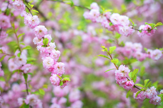 Pink cherry blossoms in the garden of Japan. Horizontal photography, macro