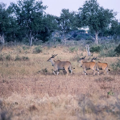 Eland (Taurotragus oryx), Selous Game Reserve, Morogoro, Tanzania, Africa