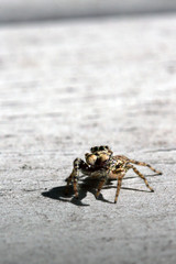 Araignée sauteuse