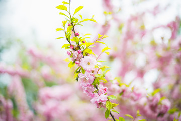 A branch of beautiful pink cherry blossoms in Japan. Horizontal photography