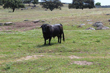 toro