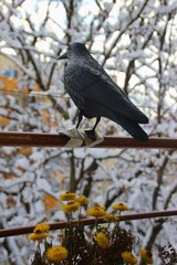 An artificial raven on a balcony, looking indifferently at snow-covered trees. Winter in the suburb.  Salzburg city, district of Lehen, Austria, Europe.