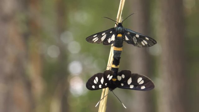 Copulating of yellow belted burnet (Amata phegea).