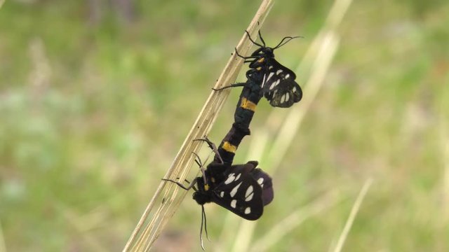 Copulating of yellow belted burnet (Amata phegea).