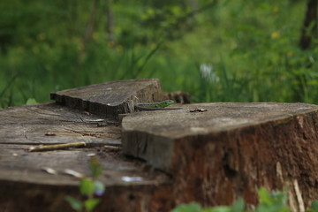 green lizard wooden stump outside sunny weather