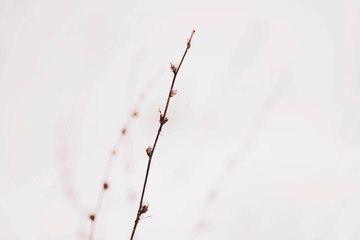Frozen Flowers And Branches Covered With Snow