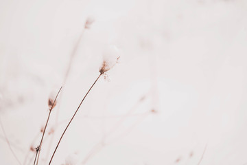 Frozen Flowers And Branches Covered With Snow