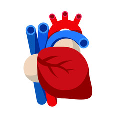 Realistic Heart icon isolated on white background. Anatomical Heart. Vector illustration, medical infographics.
