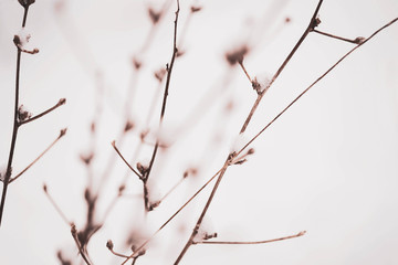 Frozen Flowers And Branches Covered With Snow