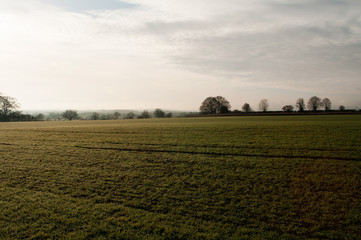 Green field with trees
