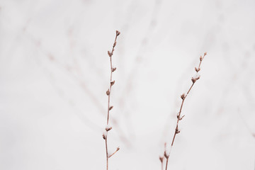 Frozen Flowers And Branches Covered With Snow