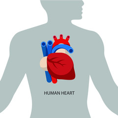 Realistic heart  on the silhouette of a man. Vector illustration, medical infographics