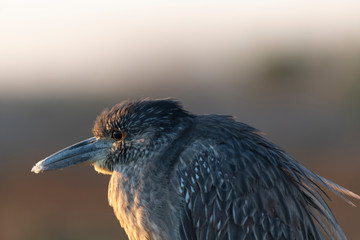 Bird Yellow Crowned Night Heron