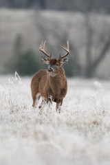 White-tailed deer buck in frost covered field