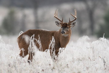 White-tailed deer buck in frost covered field