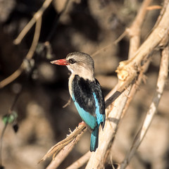 Brownhooded Kingfisher (Halcyon albiventris), Selous Game Reserve, Morogoro, Tanzania, Africa