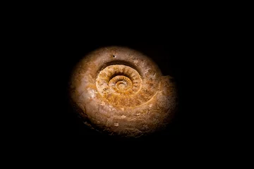 Poster Closeup selective focus of one old ancient shell spiral fossil against black background. © Pebo