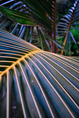 Tropical trees. Palm leaf. Close-up.