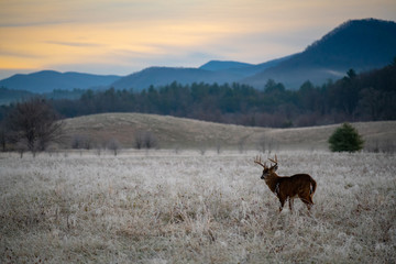 White-tailed deer buck in frosty field
