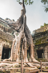 Inside the ancient Temples of Angkor Wat, where the trees grow through the ruins, nature is taking over