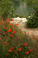 Coquelicots au bord du Gardon