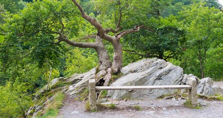 Rotbuche (Fagus sylvatica) auf der Sonnenklippe, Sitzbank, Bodetal, Harz, Sachsen-Anhalt, Deutschland, Europa