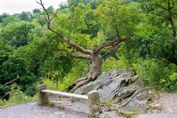 Rotbuche (Fagus sylvatica) auf der Sonnenklippe, Sitzbank, Bodetal, Harz, Sachsen-Anhalt,...