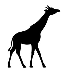 Silhouette giraffe icon isolated white background side view profile vector 
