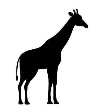 Vector illustration giraffe black silhouette icon isolated on white background 