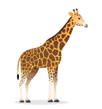 Giraffe realistic african animal wildlife vector illustration icon isolated on white vector 