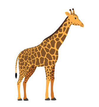 Cute giraffe vector illustration isolated on white