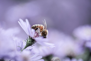 Biene auf Blume
