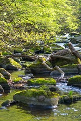Fluss Bode im Bodetal, Felsbrocken mit Moos, Felsen, Flussbett, Frühling (Mai), Landkreis Harz,...