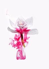 Pink orchid inside water white background color red acpylic underwater paint ink dye pastel under smoke