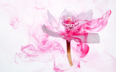 Pink orchid inside water white background color red acpylic underwater paint ink dye pastel under smoke