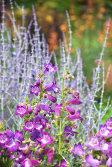 Penstemon