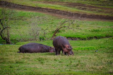 hippopotamus in ngorongoro