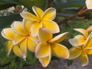 Obraz premium Pflanze mit gelben Blüten. Das ist eine Plumeria rubra auch Plumeria frangipani genannt.