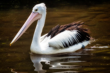 In einem Teich schwimmender Brillenpelikan 1