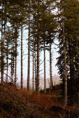 Fototapeta premium Tree sight