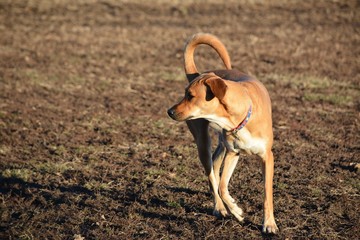 Ridgeless Rhodesian 1