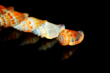 shell,sea,shells,seashell,beach