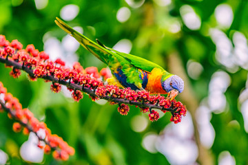 Obraz premium Rainbow lorikeet bird parrot eating flower buds off tree branch in nature wilderness park in Sydney, Australia. Colorful australian birds.