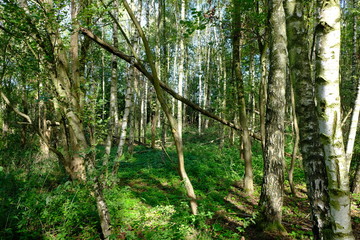 Birkenwald 