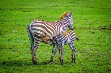Fototapeta na wymiar zebra with baby in serengeti